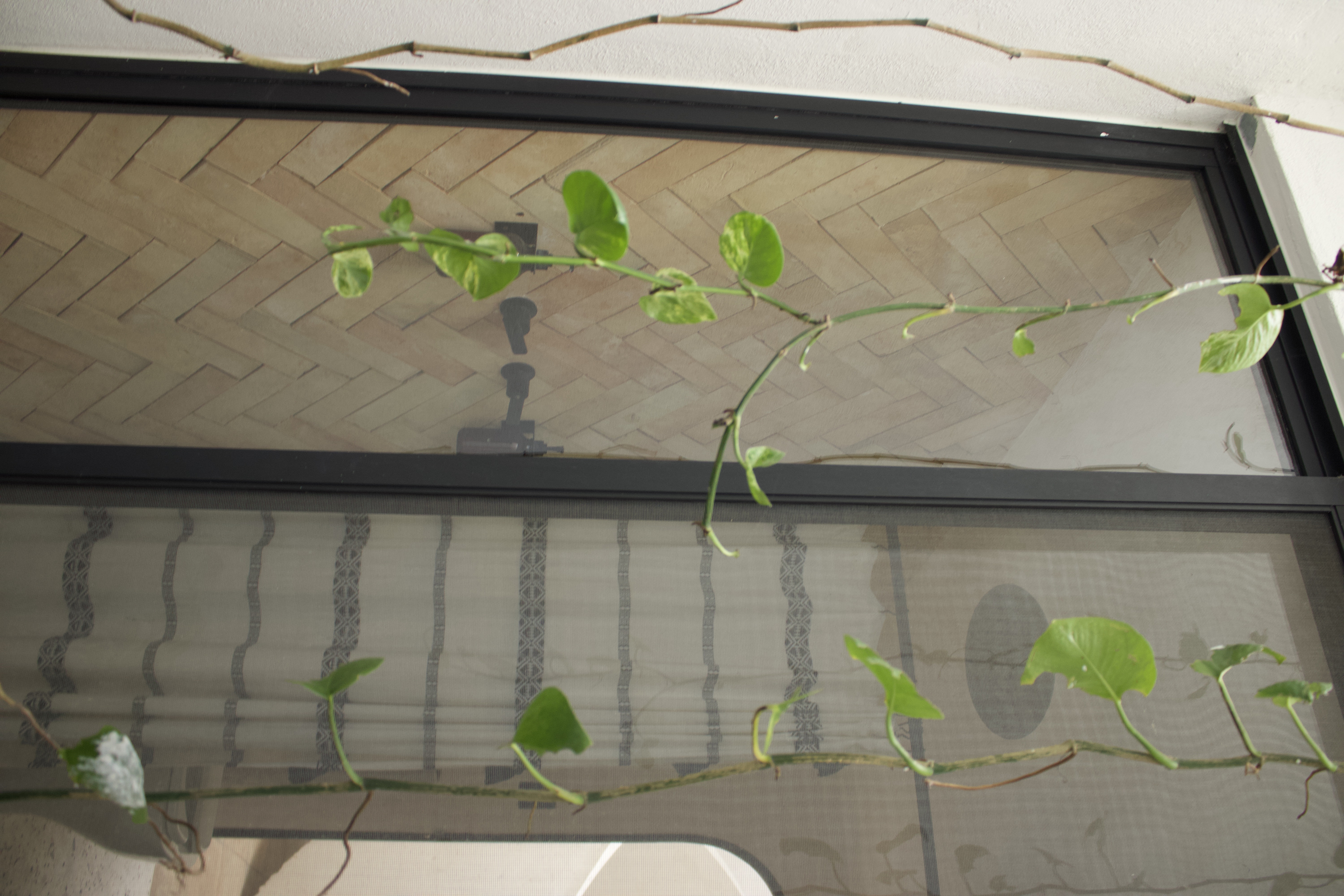 Casa Eladia — detail